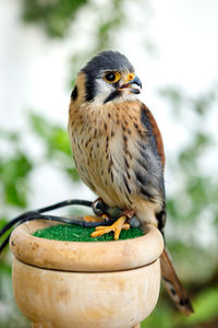 Close-up of bird perching on wood