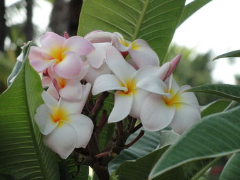 Close-up of frangipani blooming on tree