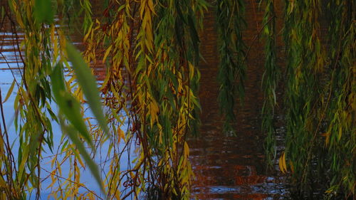 Close-up of plants growing in lake