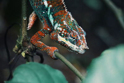 Close-up of chameleon on plant