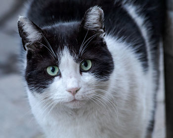 Close-up portrait of a cat