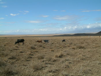 Horses on sand against sky