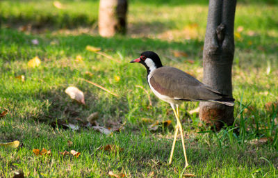 Side view of a bird on field