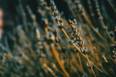 Close-up of crops on field