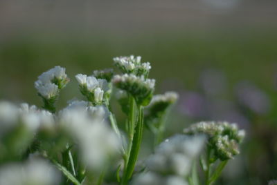 Close-up of white flowering plant