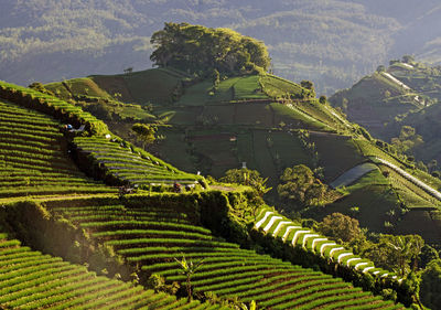 Green terraces hills in majalengka, indonesia.