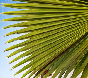 Close-up of palm tree leaves