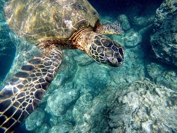 High angle view of turtle in sea