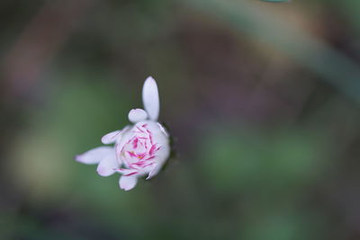 Close-up of pink rose flower