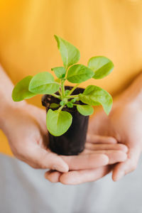 Close-up of hand holding small plant