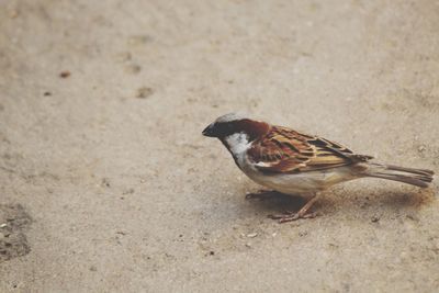 Close-up of bird perching on sand