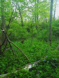 Scenic view of forest