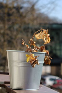 Close-up of potted plant