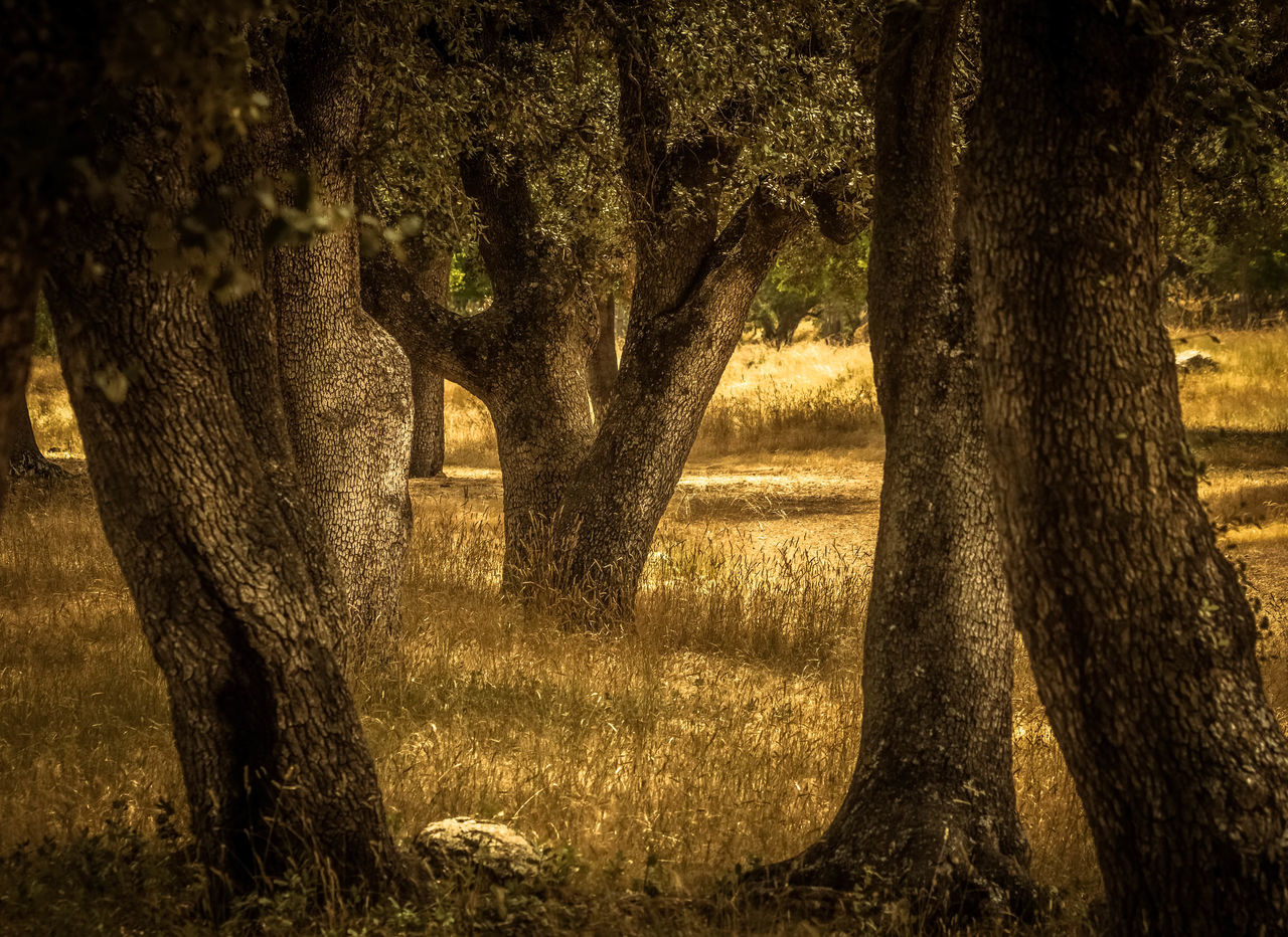 TREES GROWING IN FIELD