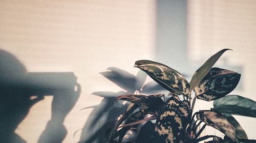 Close-up of plant with person shadow against wall