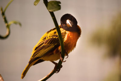 Close-up of bird perching on a branch