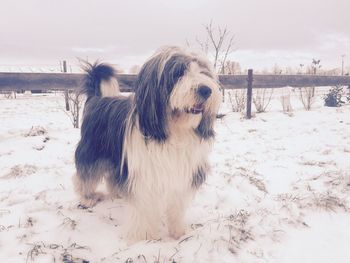 Dog standing on snow covered field