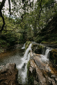 Scenic view of waterfall in forest