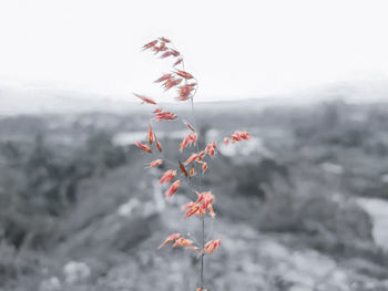 Close-up of red flowering plant against sky