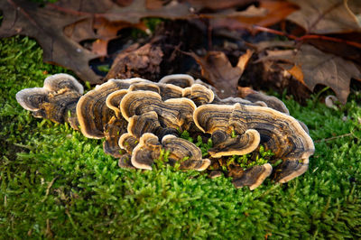 Close-up of mushrooms growing on field