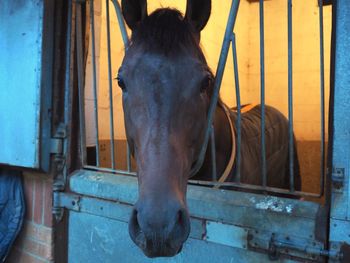 Close-up of a horse