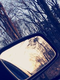Bare trees against sky