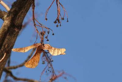 Low angle view of tree against clear sky