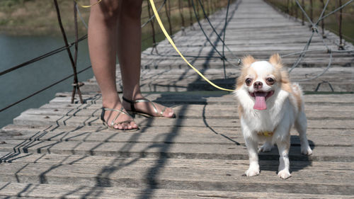 Low section of woman holding dog