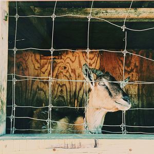 View of cage in zoo