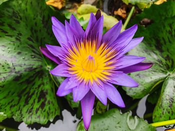 Close-up of purple flower blooming outdoors