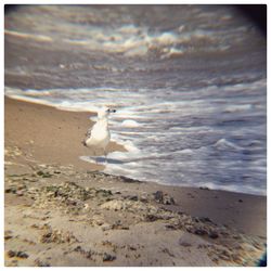Seagull perching on beach