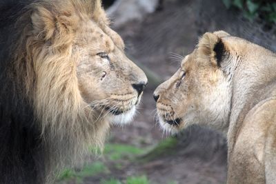 Close-up of cats