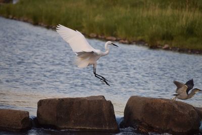 Close-up of little egret flying over water