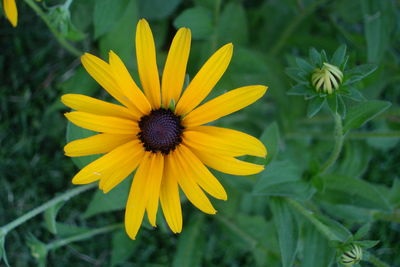 Close-up of yellow flower