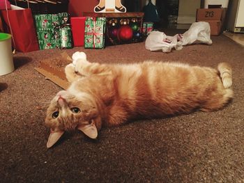 Cat lying on floor