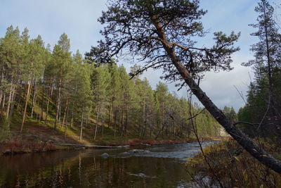 Scenic view of lake by trees in forest against sky