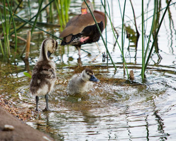 Ducks in lake