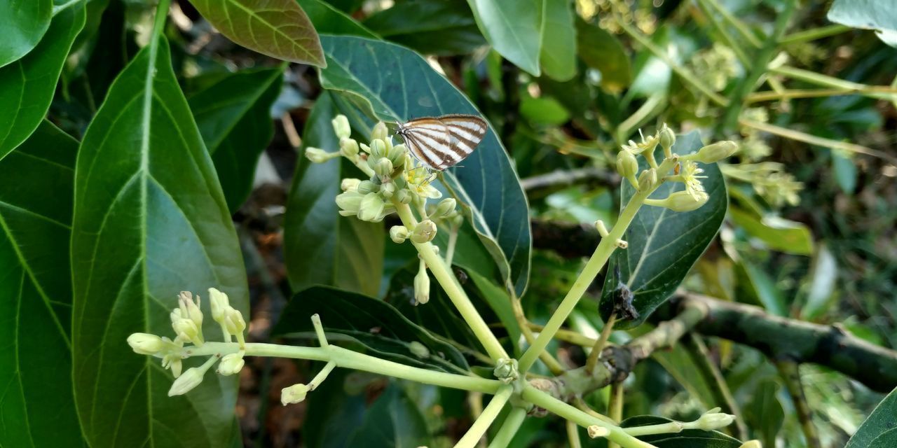 CLOSE-UP OF BUTTERFLY ON PLANT BY FLOWERING PLANTS