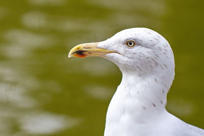 Seagull portrait