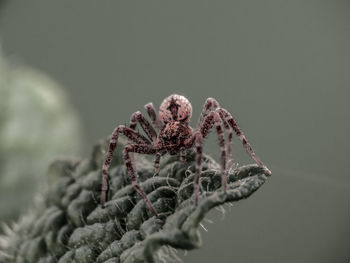 Close-up of wilted plant against white background