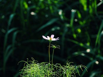 Close-up of white flowers blooming in field