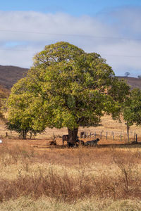 Tree on field against sky