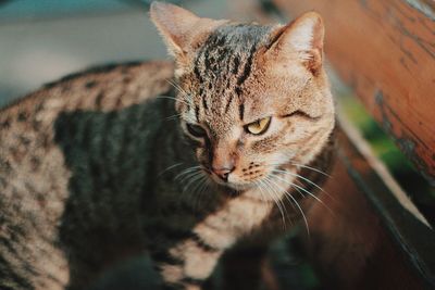 Close-up of a cat looking away