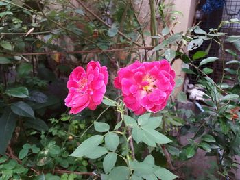 Close-up of pink flowers blooming outdoors