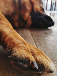 Close-up of dog lying down on floor