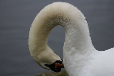 Close-up of swan