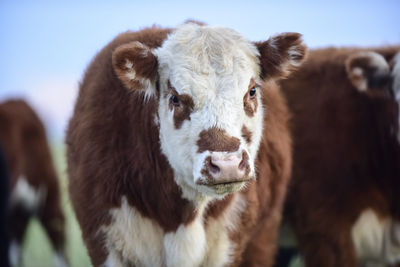 Close-up of cow