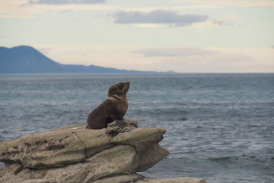 Squirrel sitting on rock by sea against sky