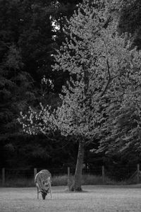 Rear view of man walking in park