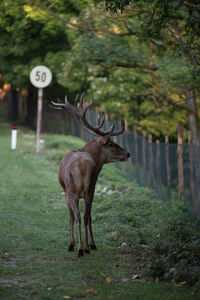 Deer standing in a field